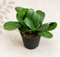 Cissus Digitata Mystic Ivy starter plant in a 2 inch nursery pot with trailing green foliage