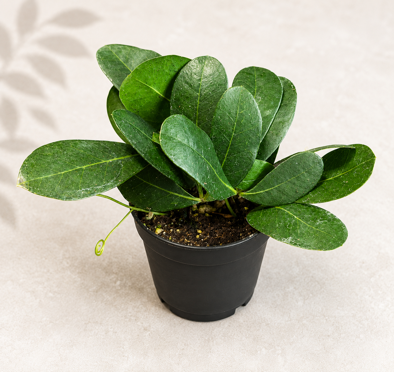 Cissus Digitata Mystic Ivy starter plant in a 2 inch nursery pot with trailing green foliage
