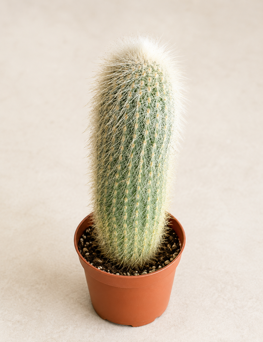 Cleistocactus strausii Silver Torch cactus in a 2 inch nursery pot with fuzzy white columnar growth
