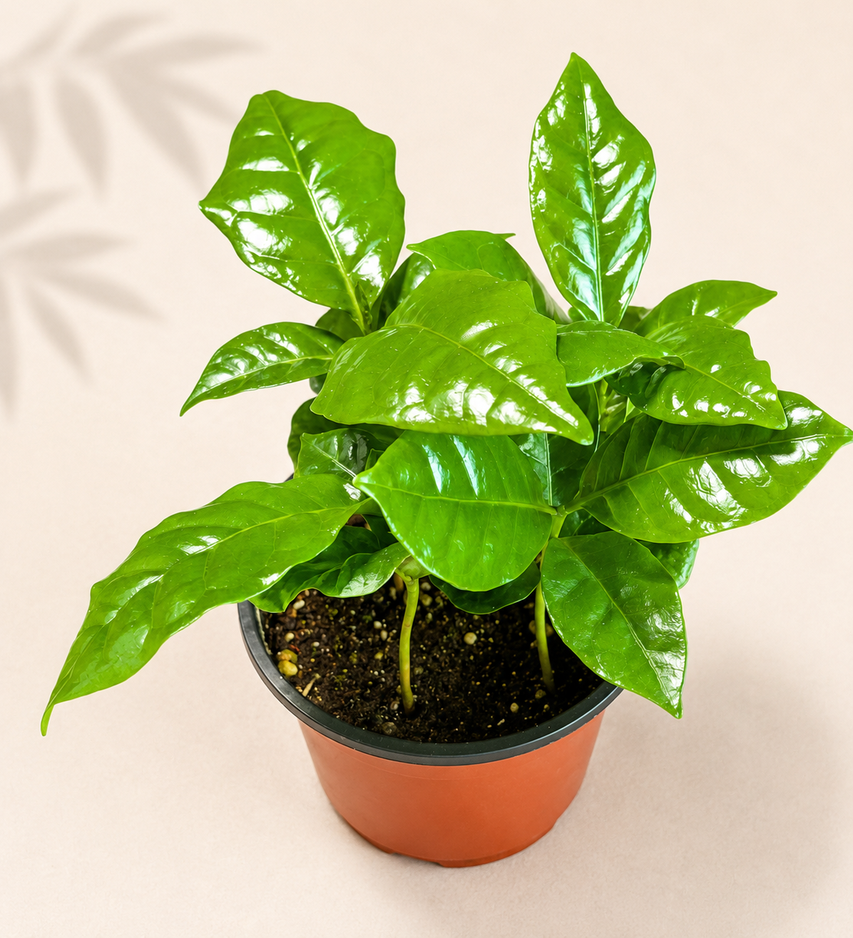 Coffea Arabica Arabian Coffee Plant in a 4 inch nursery pot with glossy green foliage