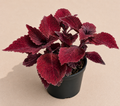 Coleus Beale Street starter plant in a 2 inch nursery pot with rich red burgundy foliage