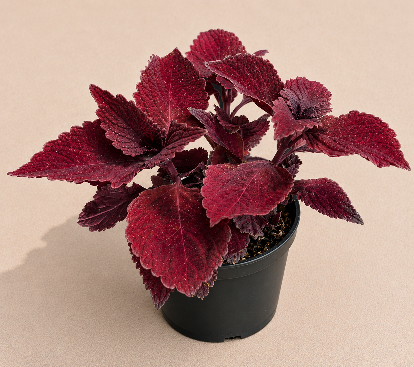 Coleus Beale Street starter plant in a 2 inch nursery pot with rich red burgundy foliage