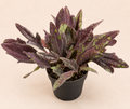 Coleus Downtown NYC Nights starter plant in a 2 inch nursery pot with burgundy purple leaves and green speckled edges