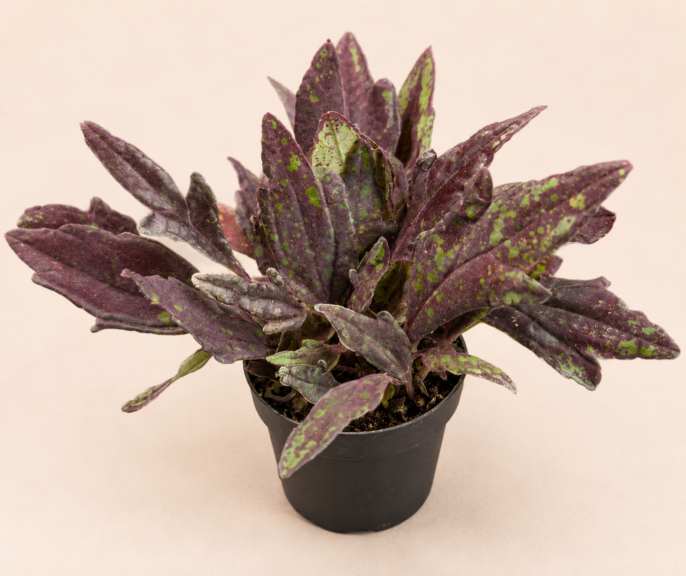 Coleus Downtown NYC Nights starter plant in a 2 inch nursery pot with burgundy purple leaves and green speckled edges