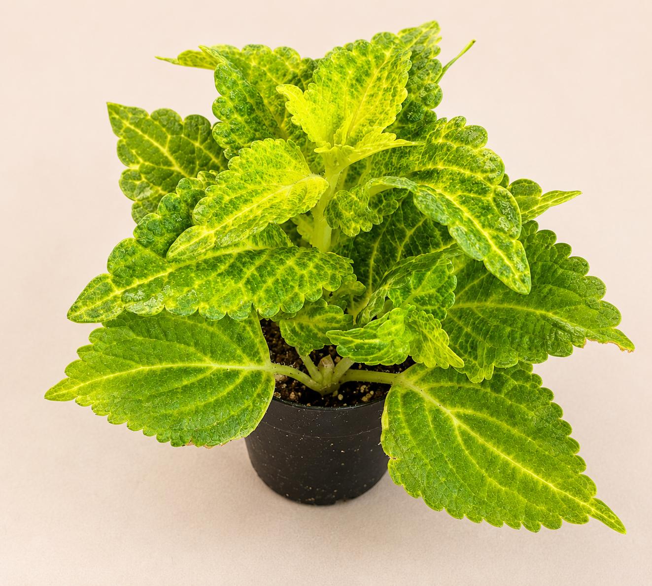 Coleus Electric Lime starter plant in a 2 inch nursery pot with bright lime green foliage