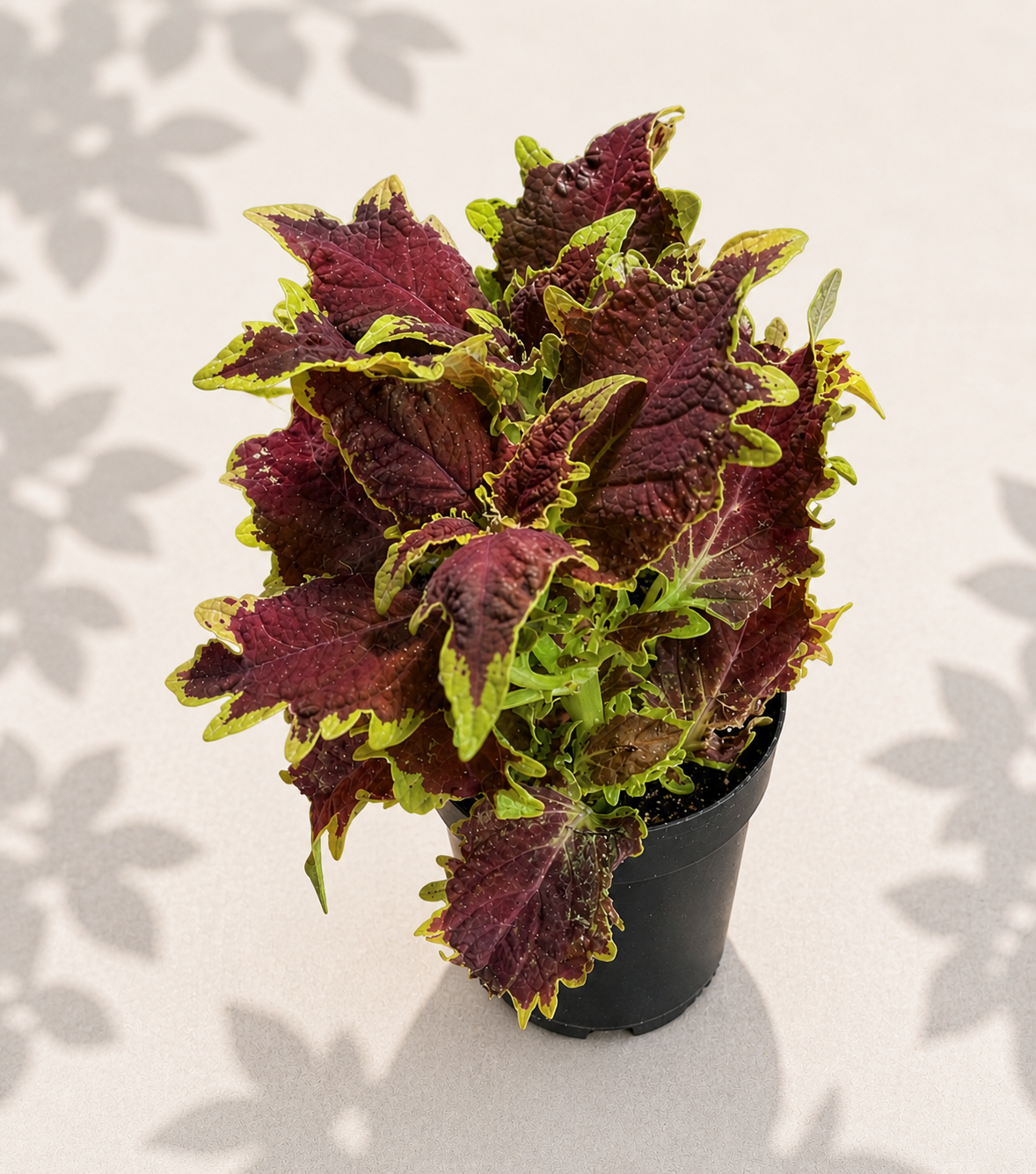 Coleus Golden Gate – 2" Color Foliage Plant