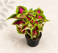 Coleus Heartbreaker starter plant in a 2 inch nursery pot with pink red green and chartreuse foliage