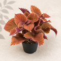 Coleus Inferno starter plant in a 2 inch nursery pot with orange copper and red foliage