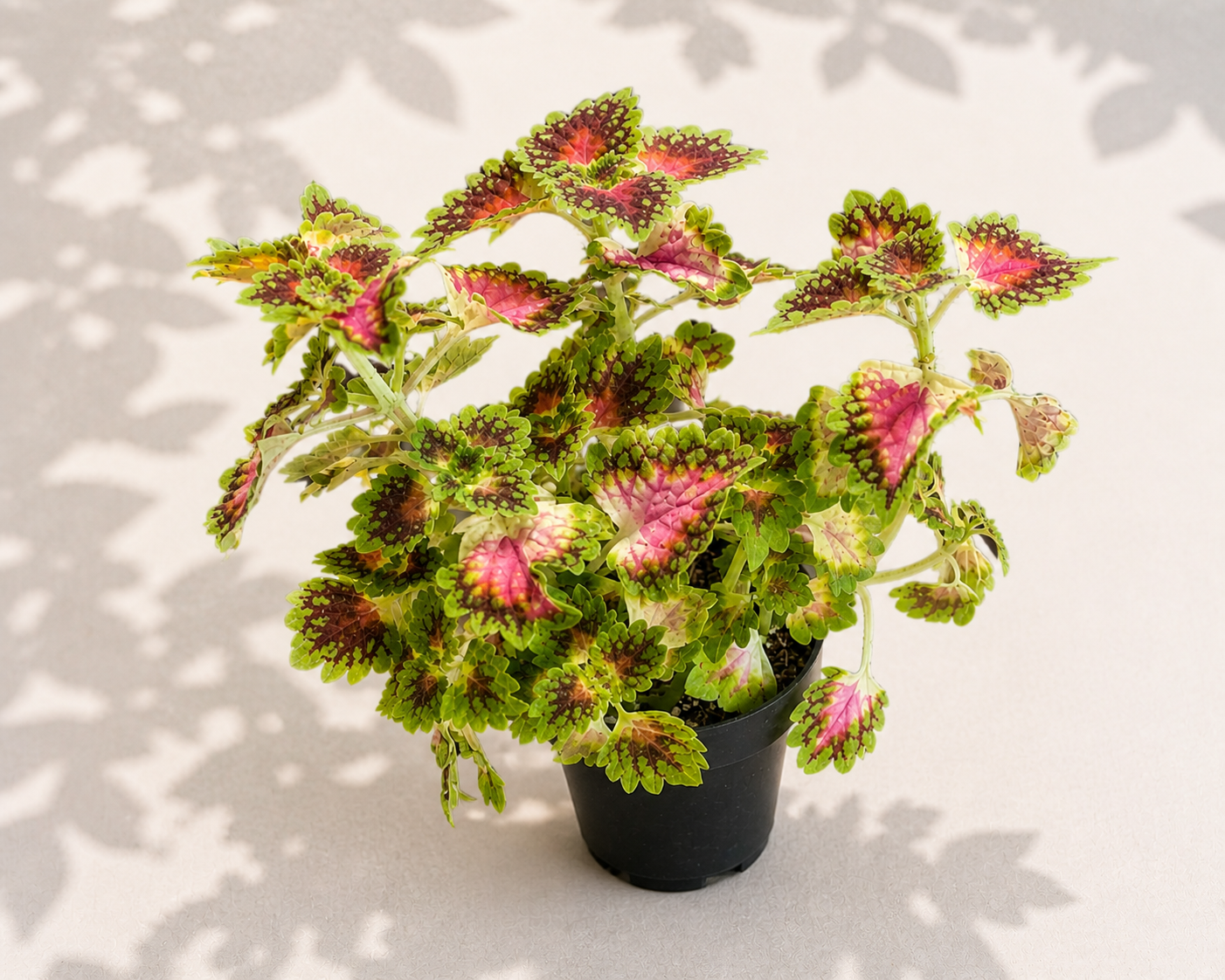 Coleus Lava Rose 2 inch potted houseplant with red and pink foliage