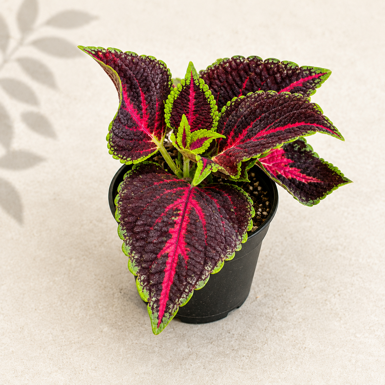 Coleus Orchard Road starter plant in a 2 inch nursery pot with burgundy rose and lime green variegated foliage