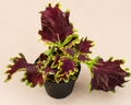 Coleus Solar Flare starter plant in a 2 inch nursery pot with burgundy red and lime green foliage