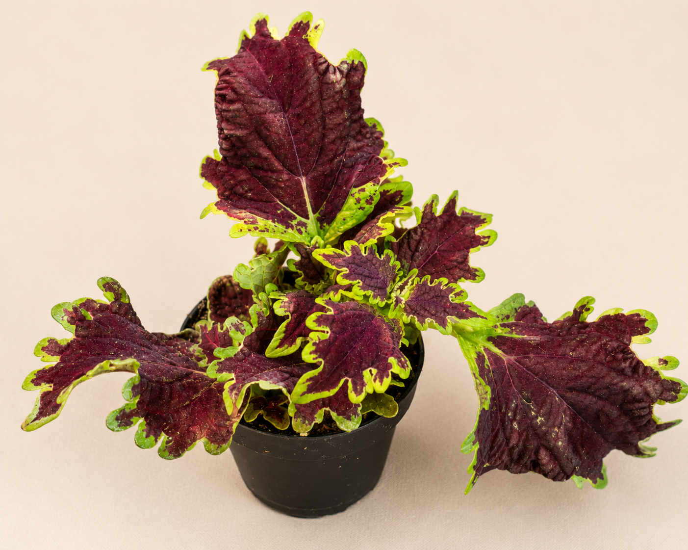 Coleus Solar Flare starter plant in a 2 inch nursery pot with burgundy red and lime green foliage