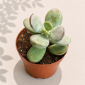 Cotyledon Orbiculata Higginsiae Pig’s Ear in a 2 inch nursery pot with thick rounded succulent leaves