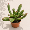 Crassula Jade Hobbit – 2" Succulent