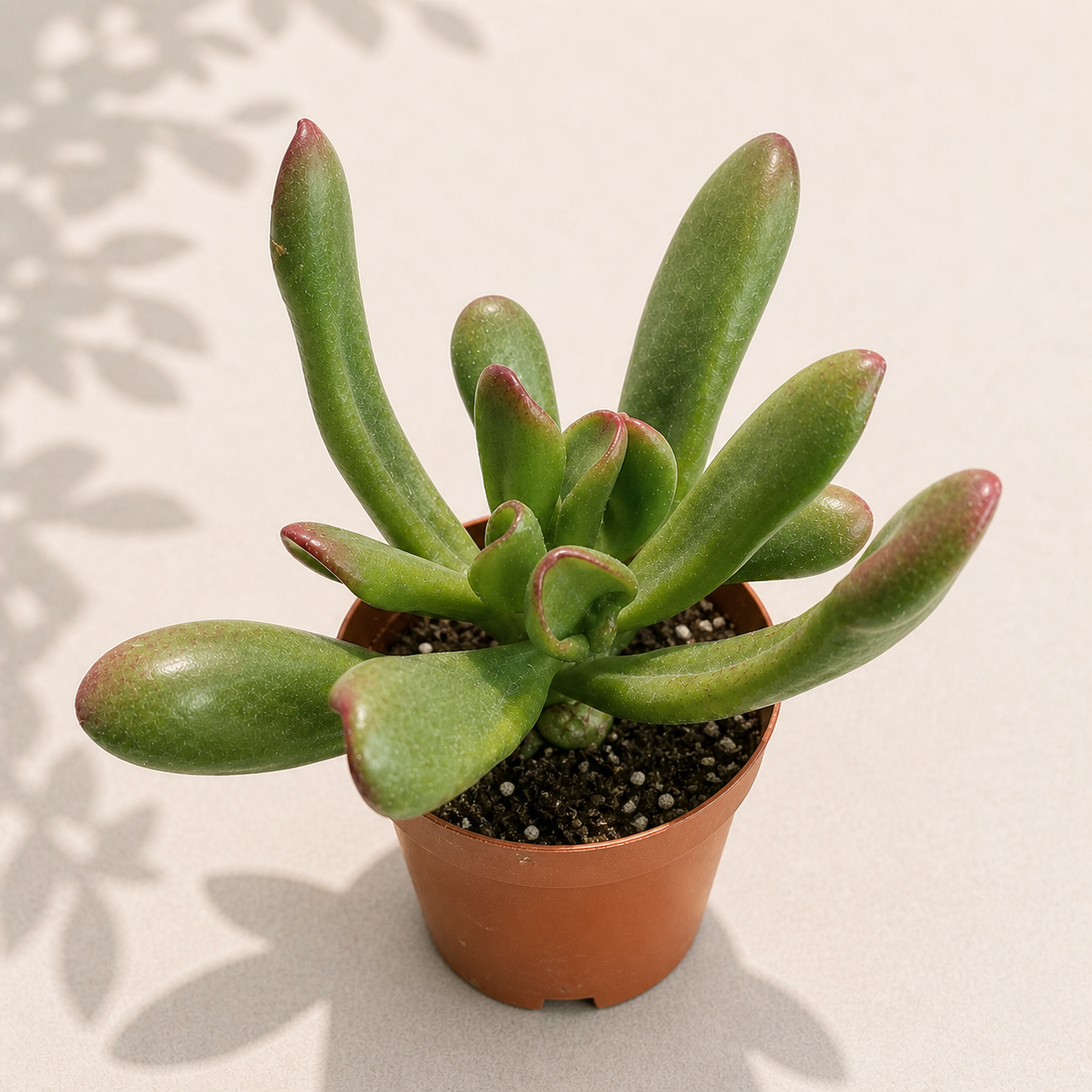 Crassula Jade Hobbit – 2" Succulent