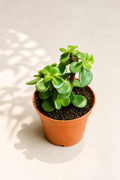 Crassula Ovata Friendship Tree in a 2 inch nursery pot with thick glossy green succulent leaves