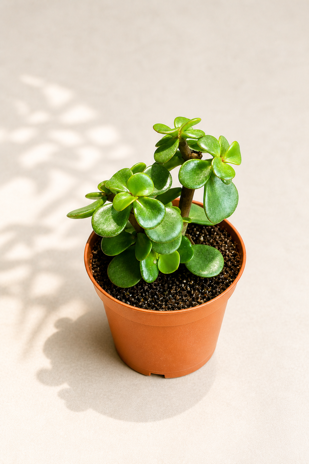 Crassula Ovata Friendship Tree in a 2 inch nursery pot with thick glossy green succulent leaves