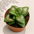 Crassula Springtime in a 2 inch nursery pot with compact green succulent leaves