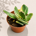 Crassula Variegated Jade in a 2 inch nursery pot with green and creamy white variegated succulent leaves