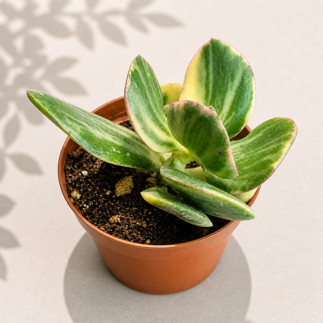 Crassula Variegated Jade in a 2 inch nursery pot with green and creamy white variegated succulent leaves