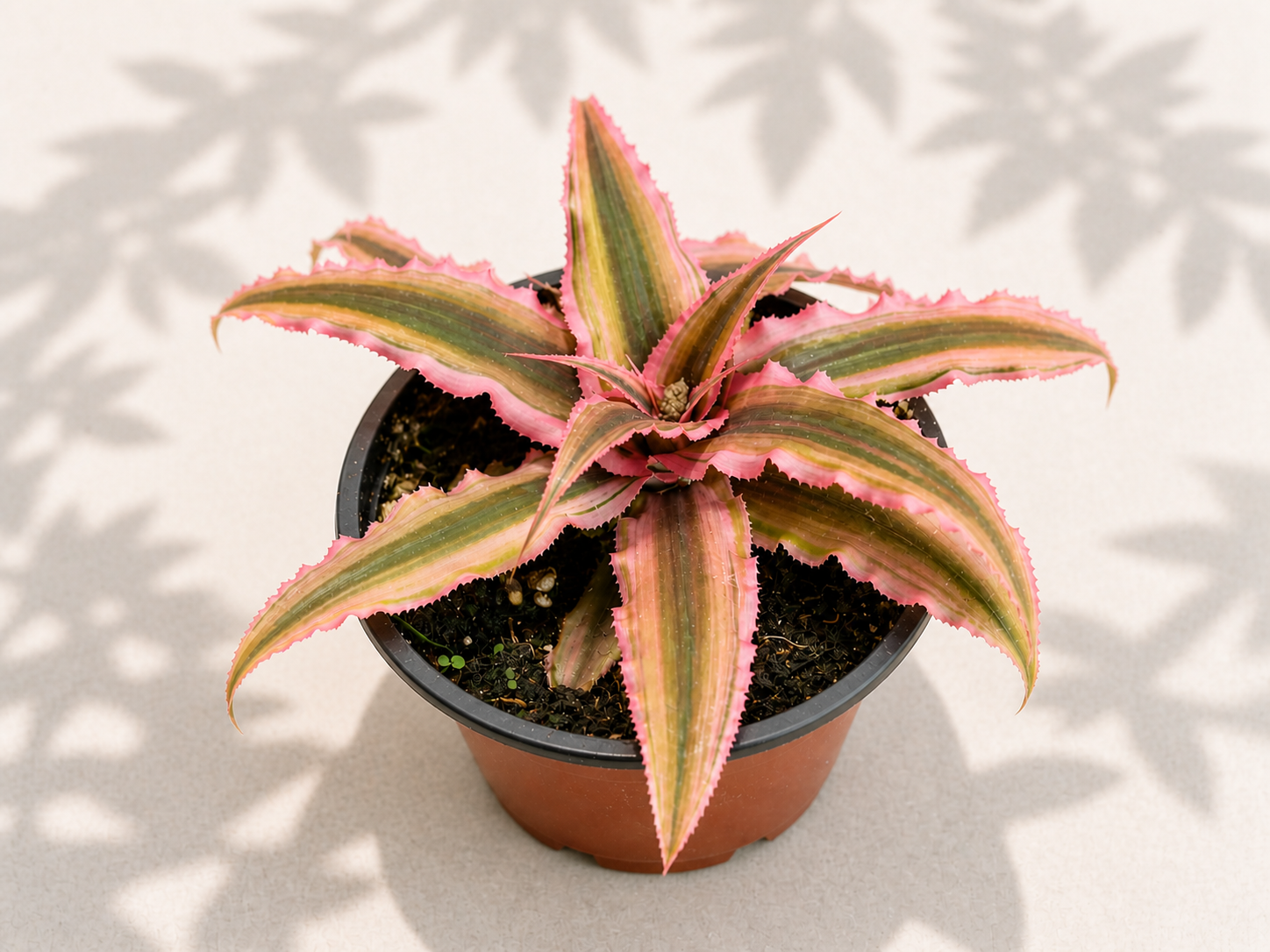 Cryptanthus Pink Star 4 inch earth star plant with pink and green star-shaped foliage