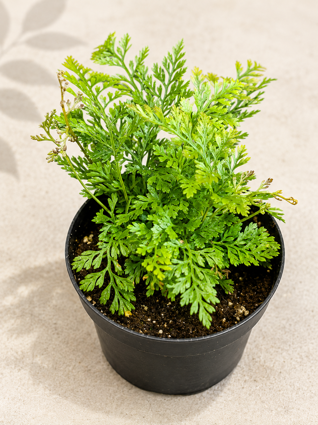 Davallia Rabbit's Foot Fern starter plant in a 2 inch nursery pot with delicate green fern foliage