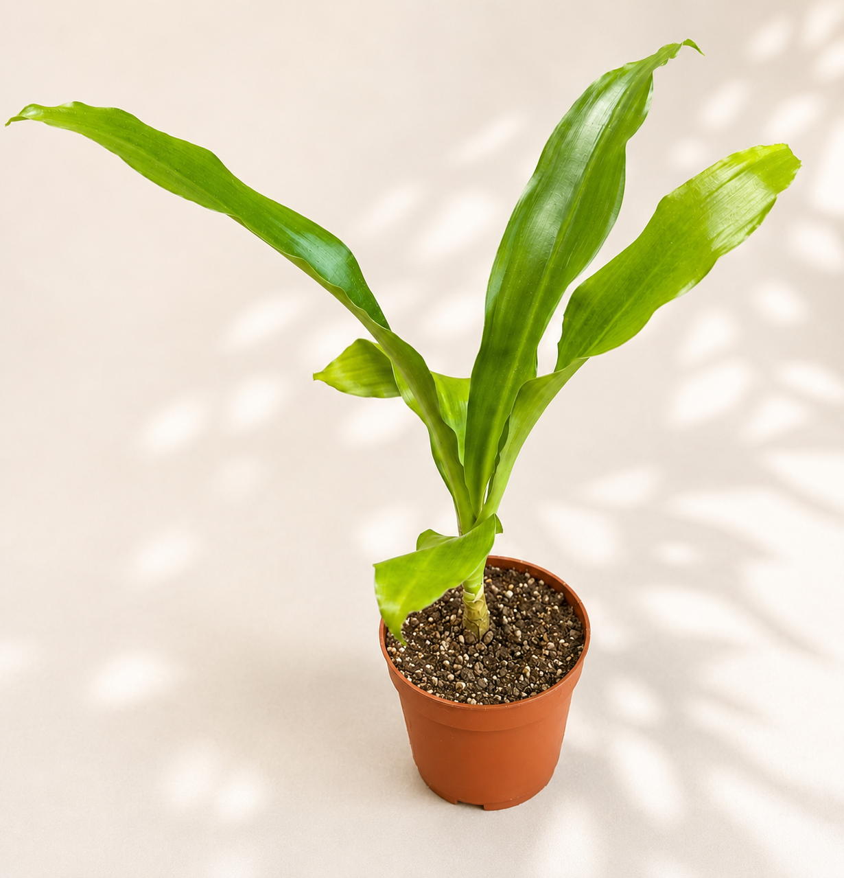 Dracaena Dhara Singh starter plant in a 3 inch nursery pot with upright green tropical foliage