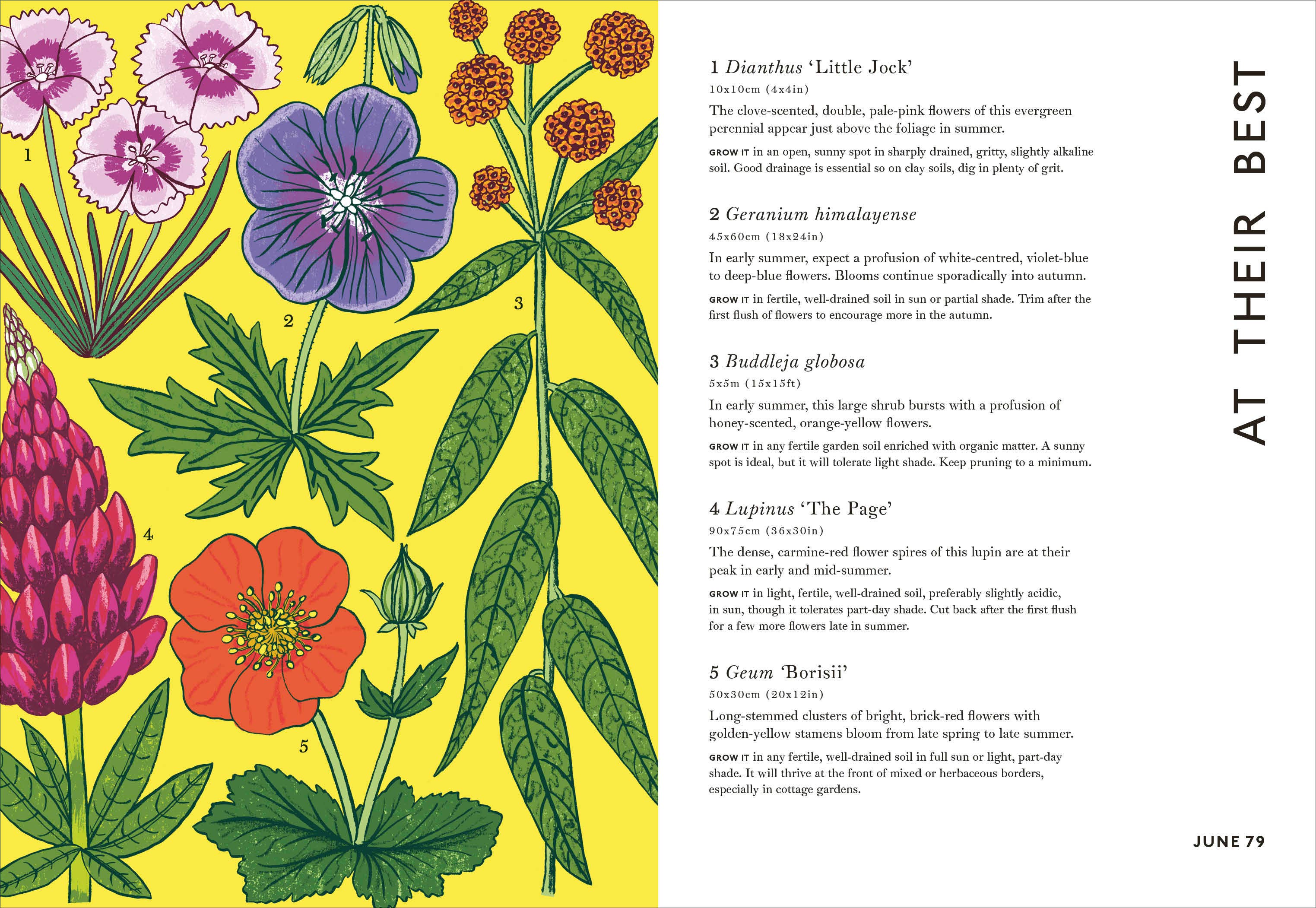 Your Gardening Year