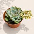 Echeveria Blue Prince in a 2 inch nursery pot with compact blue green rosette leaves