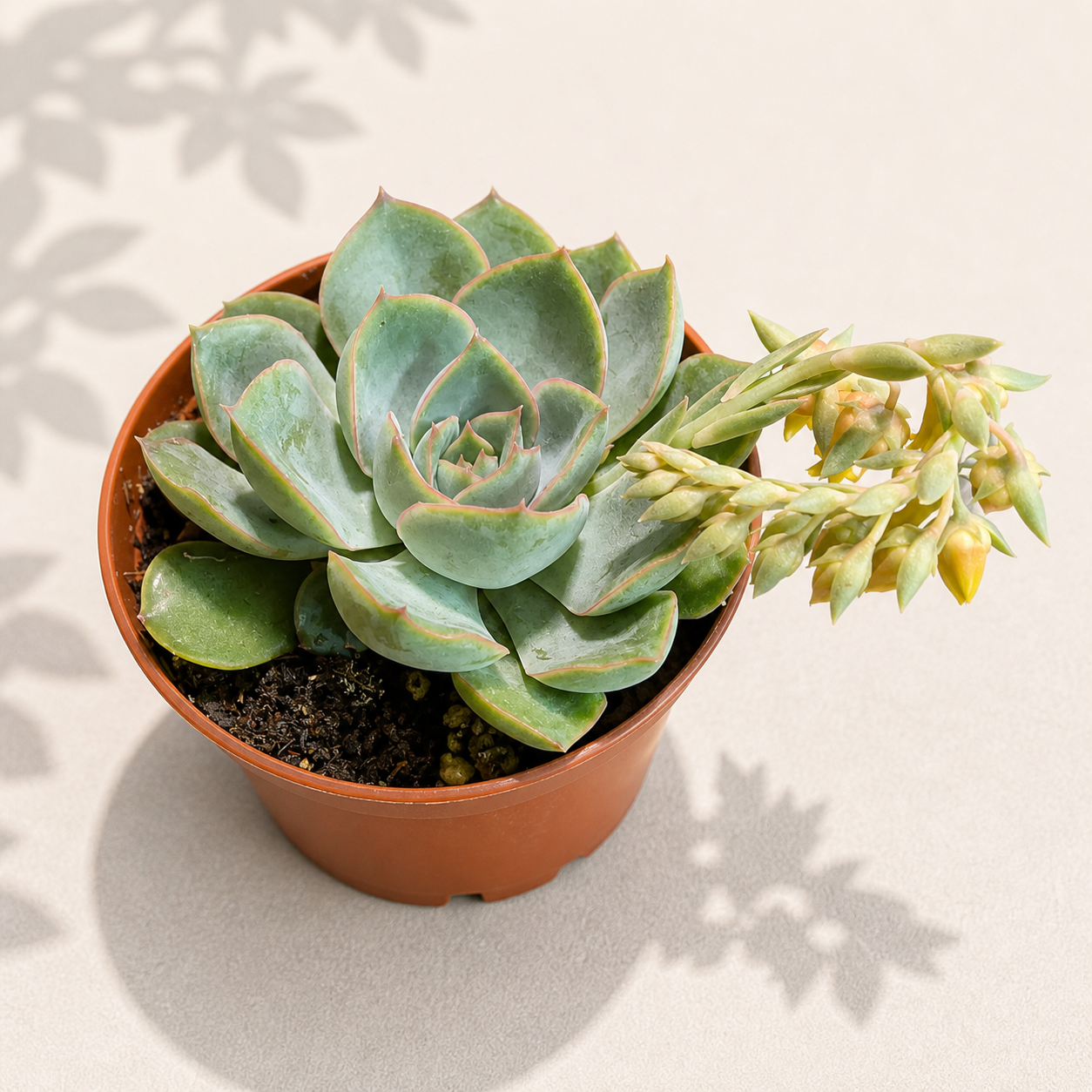 Echeveria Blue Prince in a 2 inch nursery pot with compact blue green rosette leaves