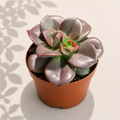 Echeveria Chroma in a 2 inch nursery pot with compact rosette succulent leaves
