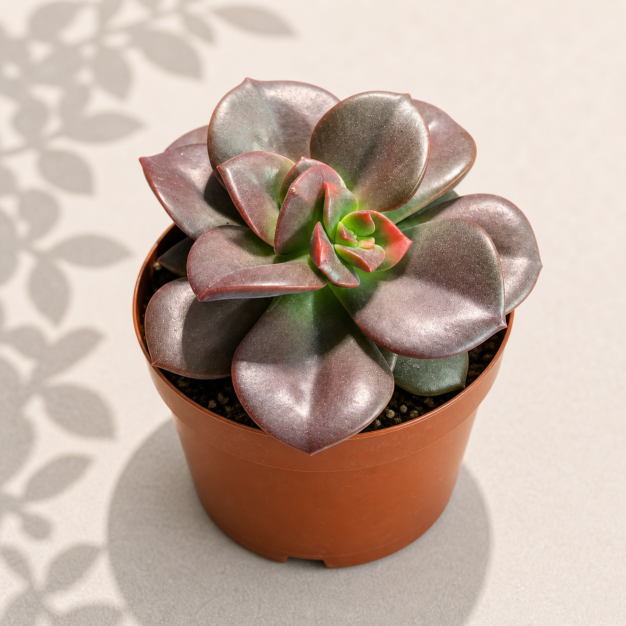 Echeveria Chroma in a 2 inch nursery pot with compact rosette succulent leaves