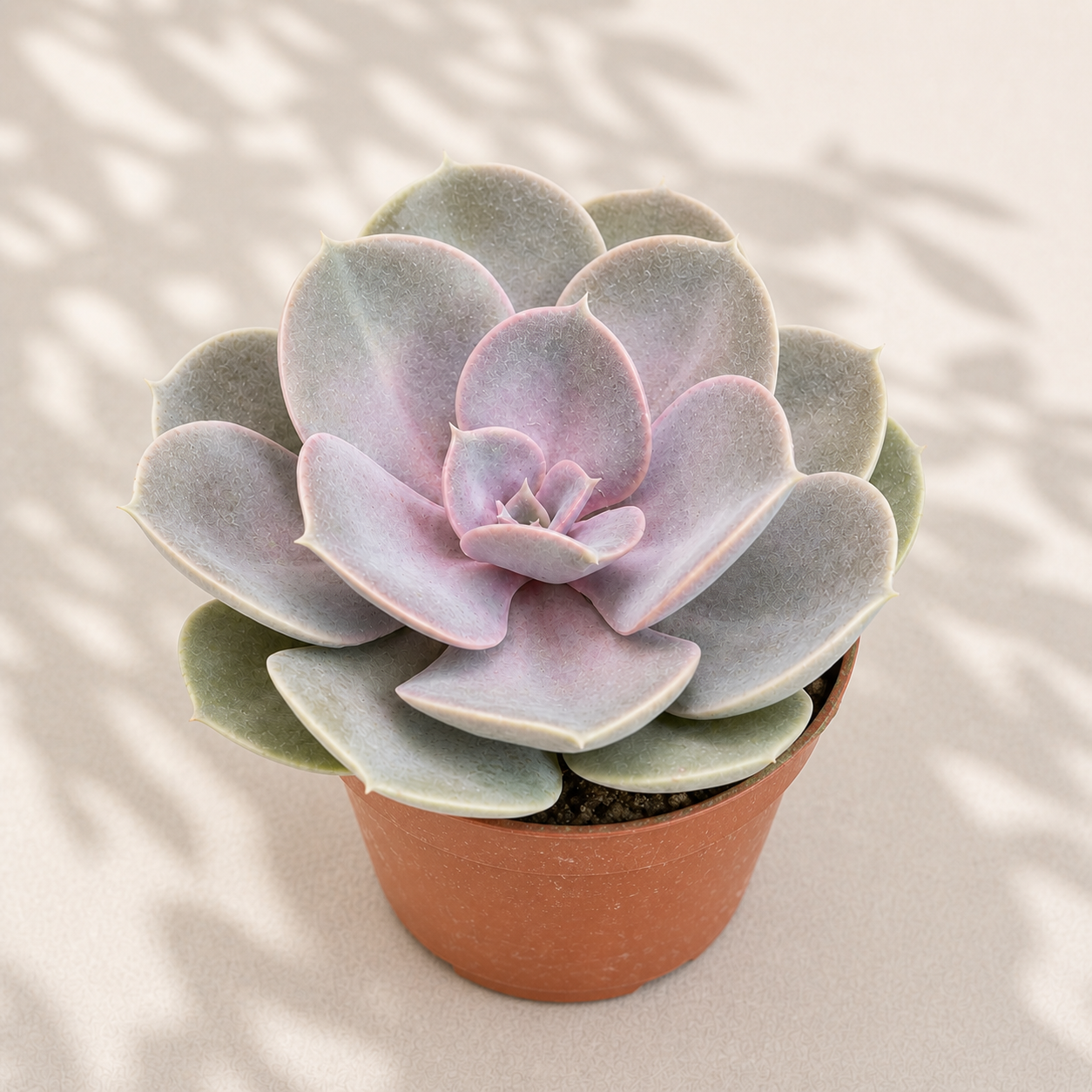 Echeveria Perle von Nurnberg succulent with pastel pink and lavender rosette leaves in a terracotta nursery pot.