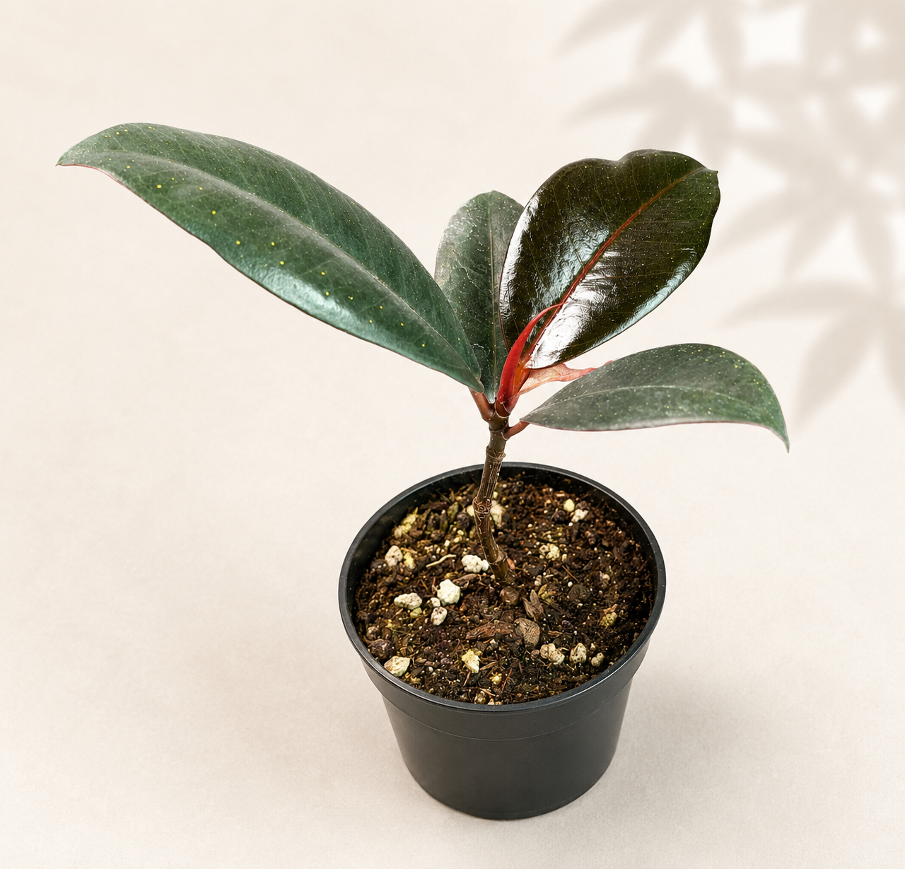Ficus Burgundy starter plant in a 2 inch nursery pot with glossy dark green and burgundy foliage