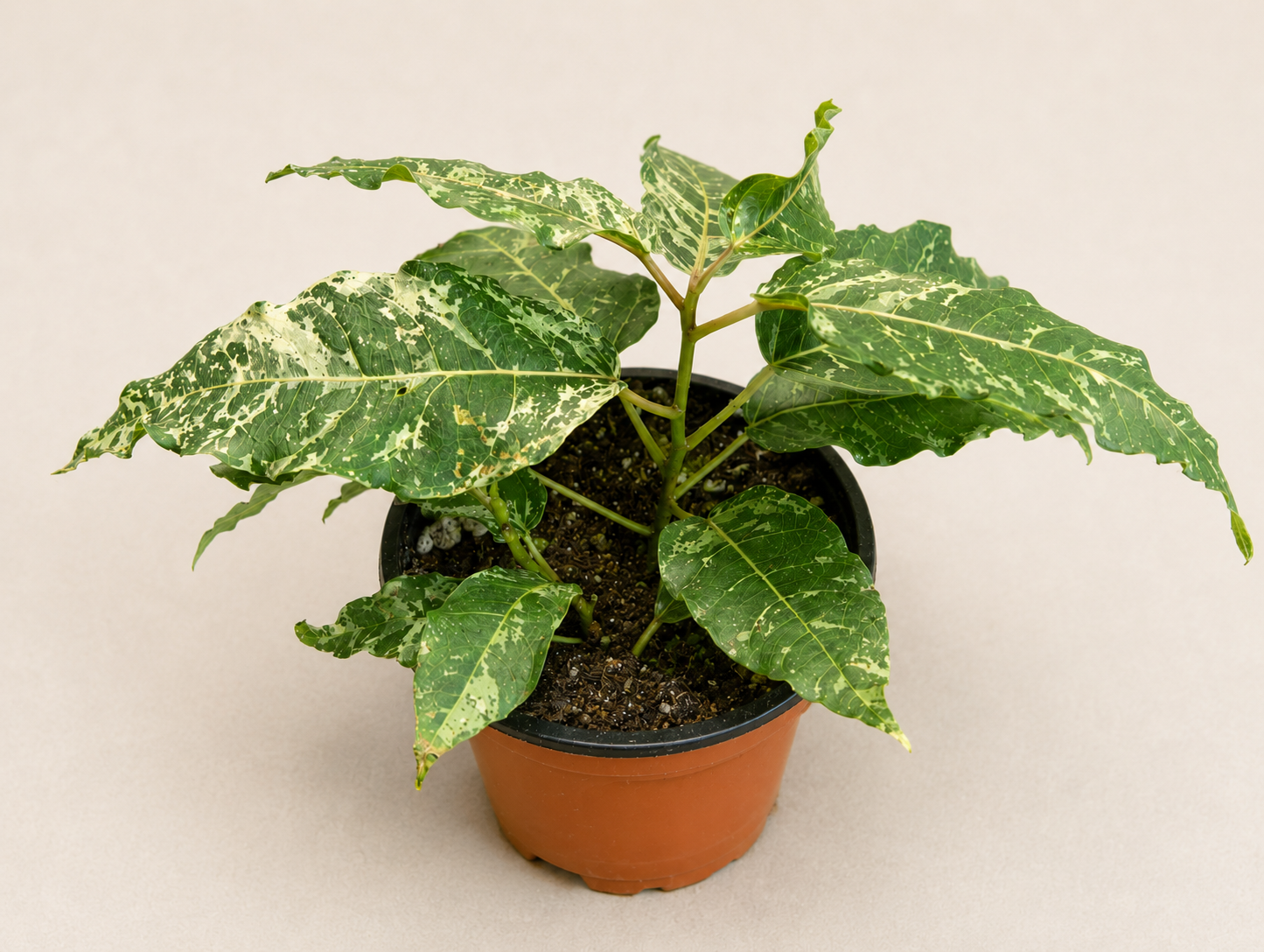 Ficus elastica Cotton Color in a 4 inch nursery pot with glossy green cream and pink variegated foliage