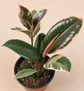 Ficus Ruby rubber plant in a 6 inch nursery pot with glossy green cream and pink variegated foliage