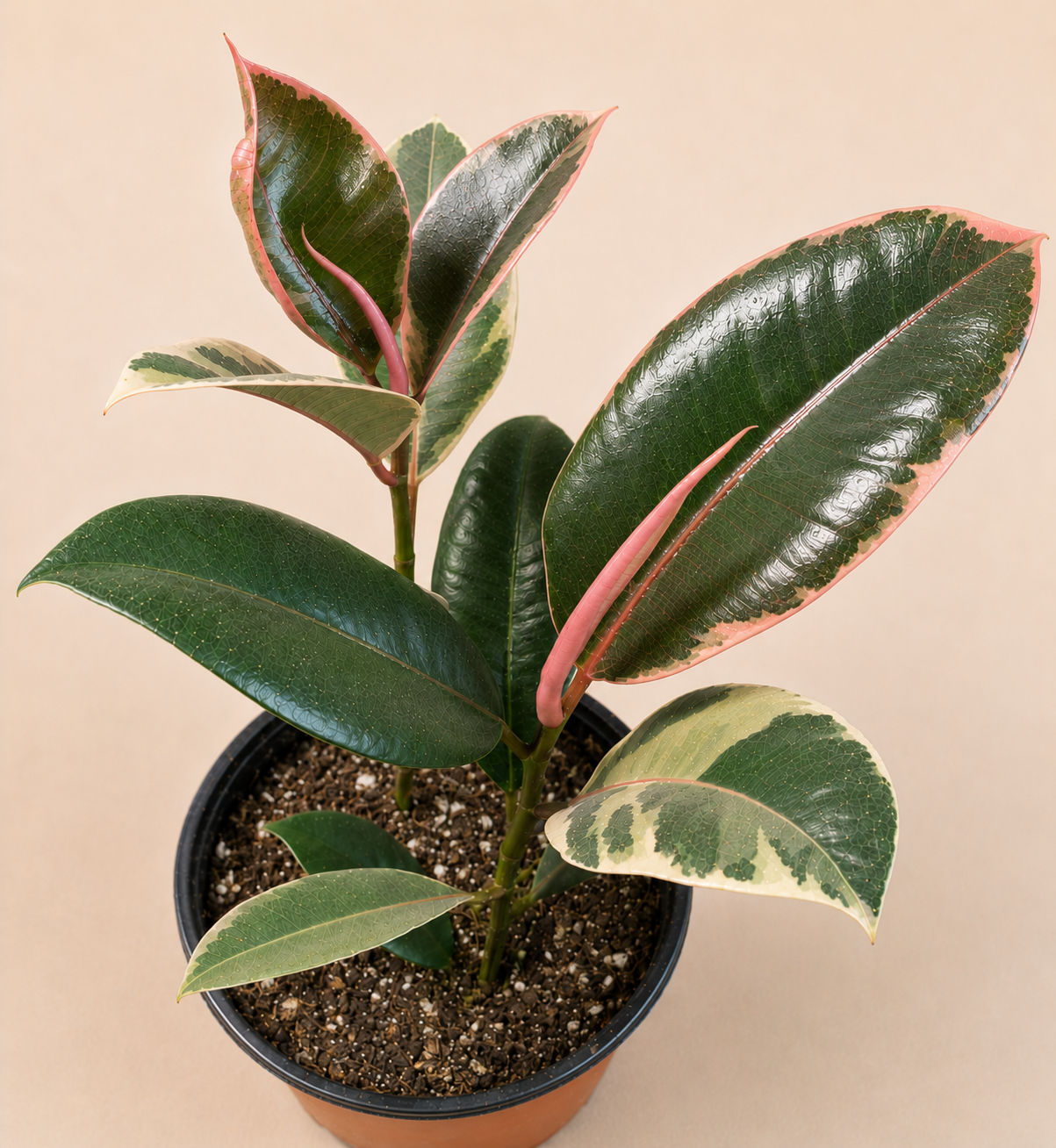 Ficus Ruby rubber plant in a 6 inch nursery pot with glossy green cream and pink variegated foliage