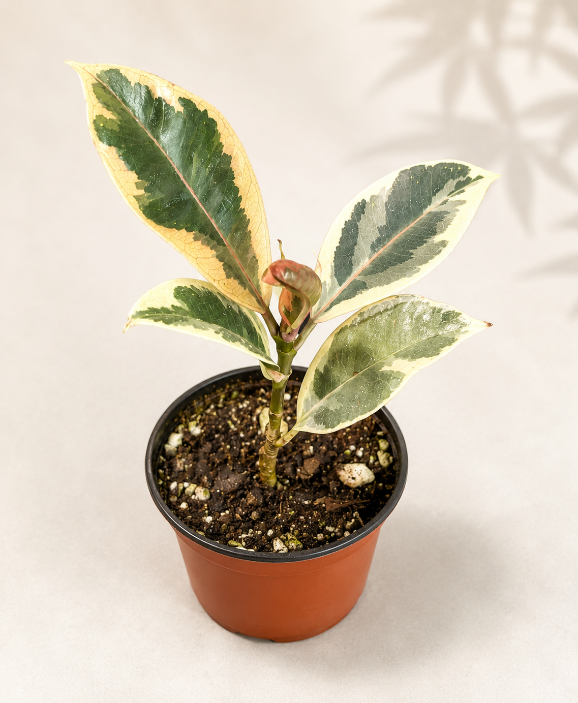 Ficus Tineke starter plant in a 2 inch nursery pot with cream green and pink variegated foliage