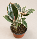 Ficus Tineke rubber plant in a 6 inch nursery pot with glossy green cream and pink variegated foliage