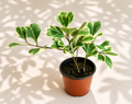 Ficus Triangularis Variegated in a 4 inch nursery pot with green triangular leaves and creamy white edges