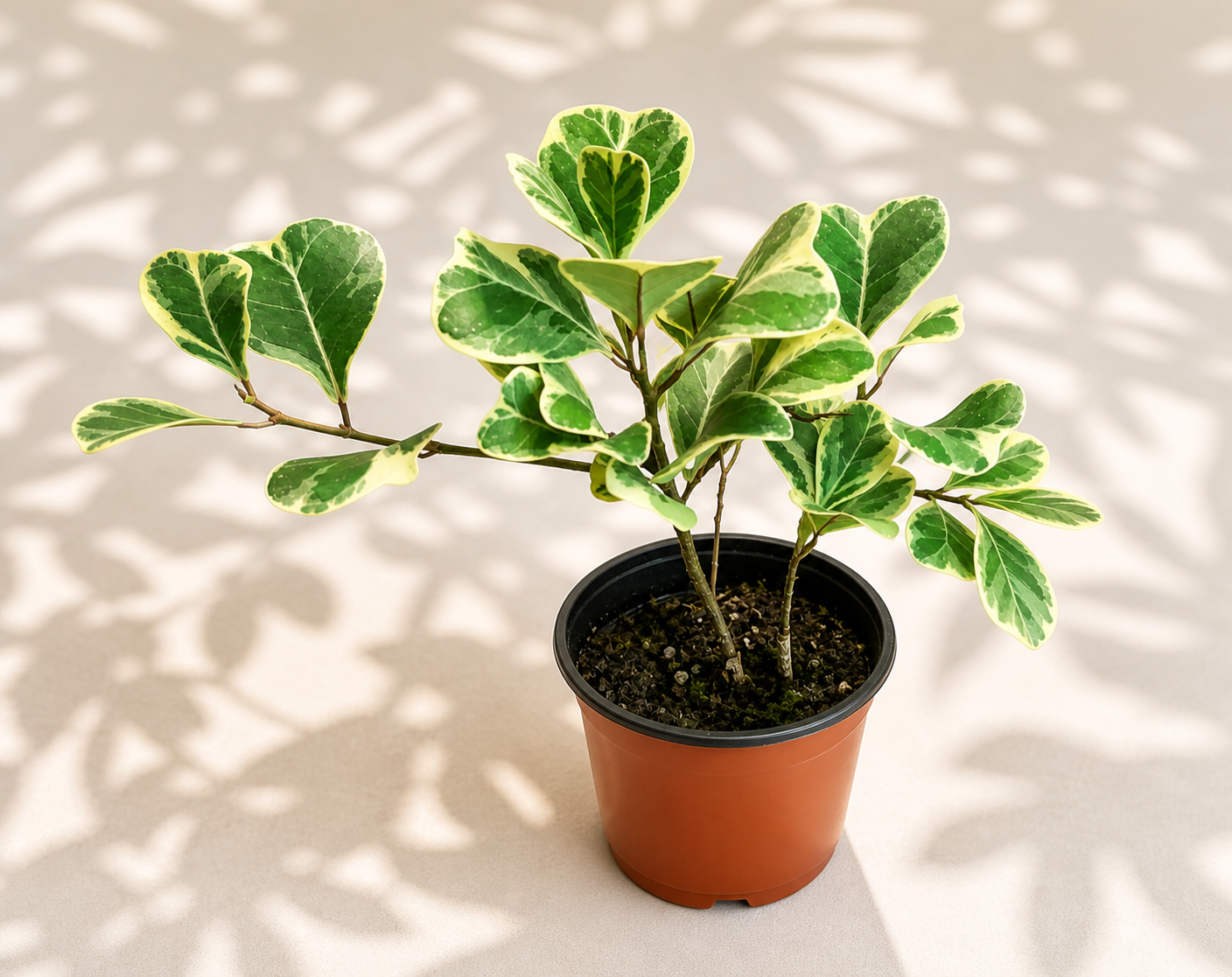 Ficus Triangularis Variegated in a 4 inch nursery pot with green triangular leaves and creamy white edges