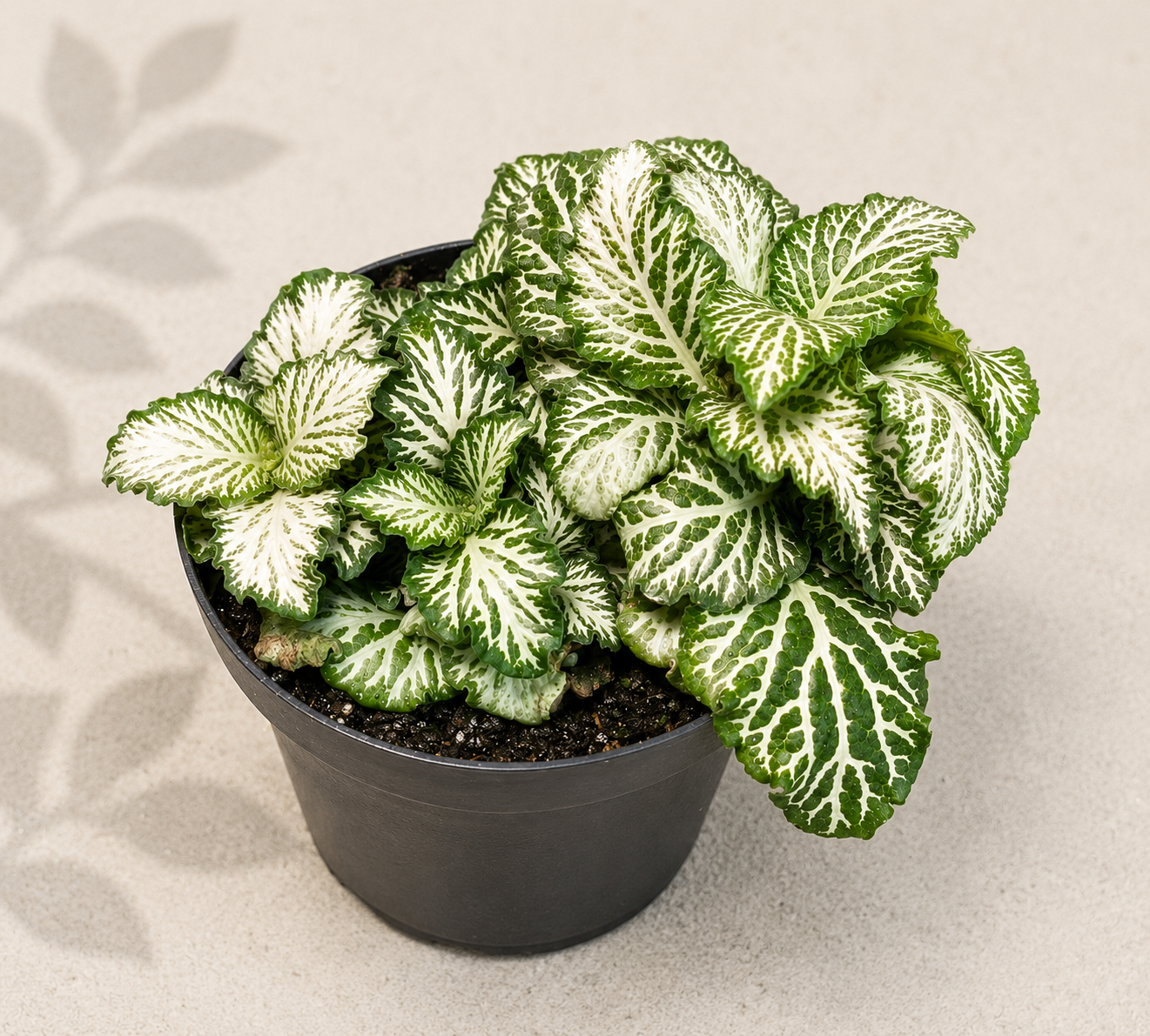 Fittonia White Tiger Nerve Plant in a 2 inch nursery pot with green leaves and white veining