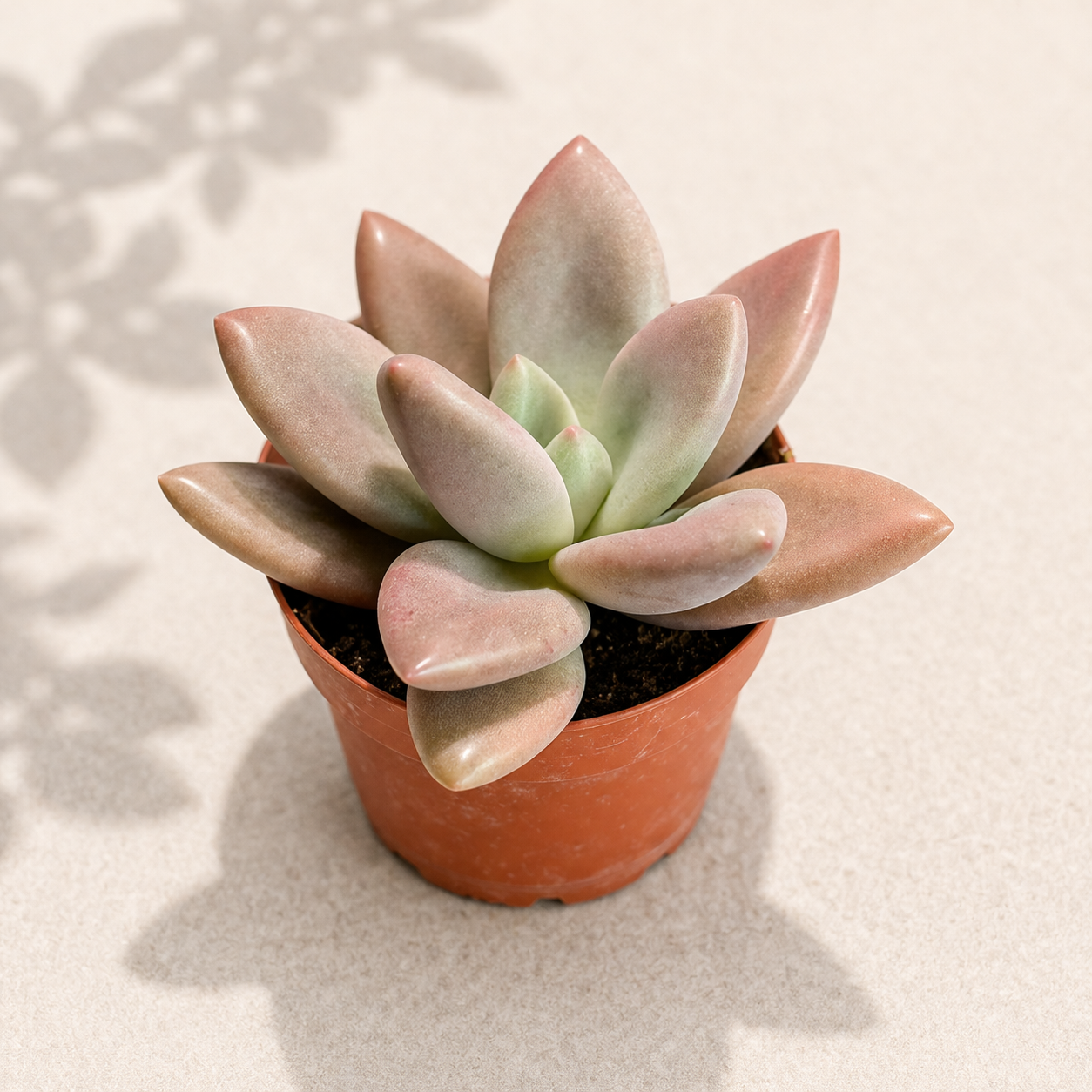 Graptoveria Ruby Donna in a 2 inch nursery pot with compact pastel succulent rosette leaves