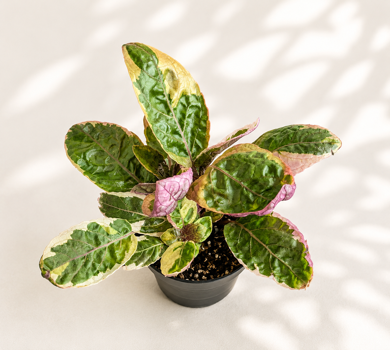 Hemigraphis Alternata Exotica Belgian Waffle starter plant in a 2 inch nursery pot with textured green cream and purple foliage