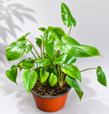 Homalomena Yellow Variegated plant in a 6 inch nursery pot with glossy green and yellow variegated foliage