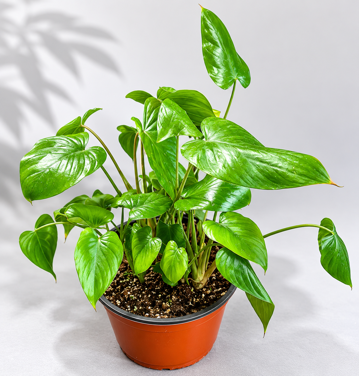 Homalomena Yellow Variegated plant in a 6 inch nursery pot with glossy green and yellow variegated foliage