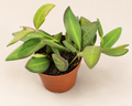 Hoya Bilobata starter plant in a 2 inch nursery pot with small green trailing foliage
