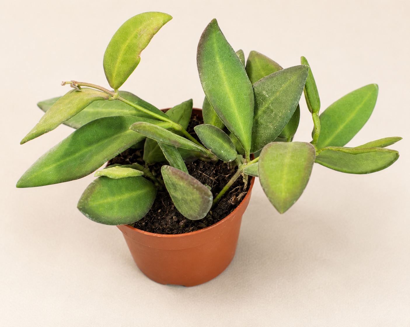 Hoya Bilobata starter plant in a 2 inch nursery pot with small green trailing foliage