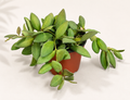 Hoya Bilobata plant in a 4 inch nursery pot with compact green trailing foliage