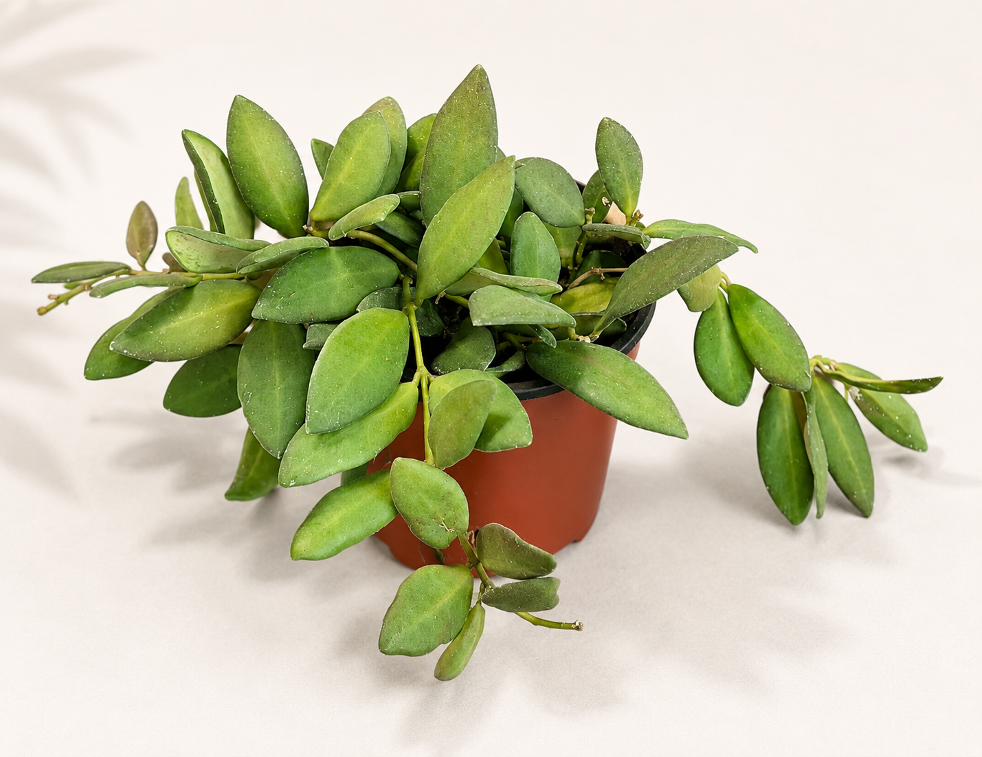 Hoya Bilobata plant in a 4 inch nursery pot with compact green trailing foliage